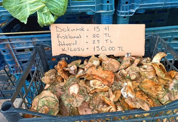 Çıntar Mantarına dokunmak 15 TL,  koklamak 20 TL…