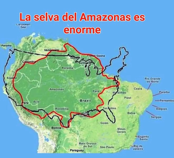 Amazon Yağmur Ormanı Hakkında Bilinmesi Gerekenler