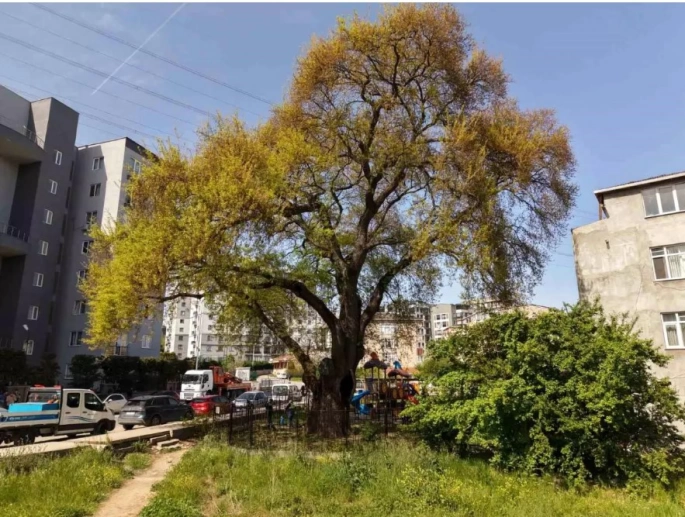 Pendik'teki 400 Yıllık Anıt Meşe Ağacı Bahar Bakımıyla Geleceğe Taşınıyor