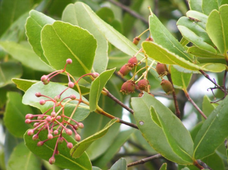 Denizanası ağacı (Medusagyne oppositifolia)

